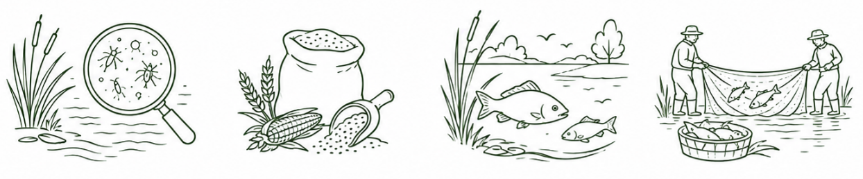 Fish rearing